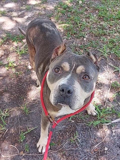 Shelter Stray Female Dog last seen Near BLOCK NW 8 ST, FORT LAUDERDALE FL 33311, Davie, FL 33312