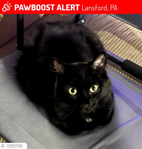 Lost Female Cat last seen Across the street from the family dollar , Lansford, PA 18232