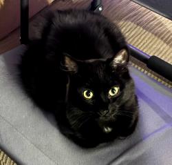 Lost Female Cat last seen Across the street from the family dollar , Lansford, PA 18232