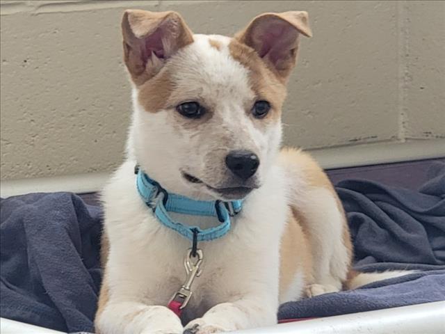 Shelter Stray Male Dog last seen Near BLOCK CAMINO RIZO SF NM 87505, Santa Fe, NM 87507