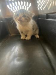 Shelter Stray Female Cat last seen Near BLOCK S CONSTITUTION BLVD, Salt Lake City, UT 84120