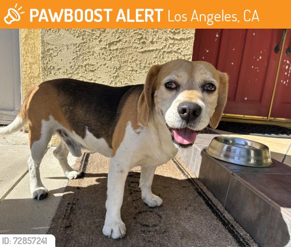 Found/Stray Male Dog last seen Roscoe & Haskell, Los Angeles, CA 91343