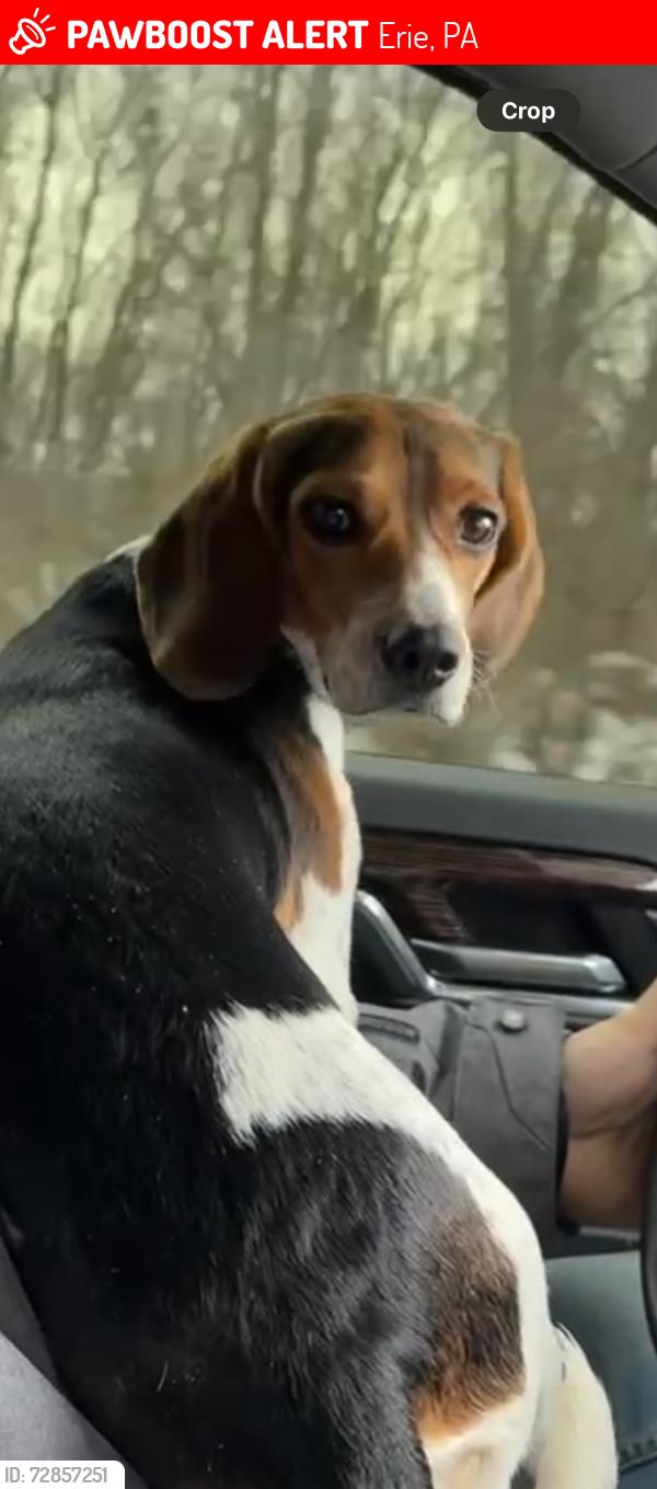 Lost Female Dog last seen By liberty plaza Erie pa, Erie, PA 16502