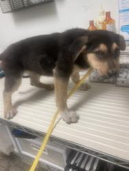 Shelter Stray Male Dog last seen Near BLOCK MORNING DR, BAKERSFIELD CA 93306, Bakersfield, CA 93308