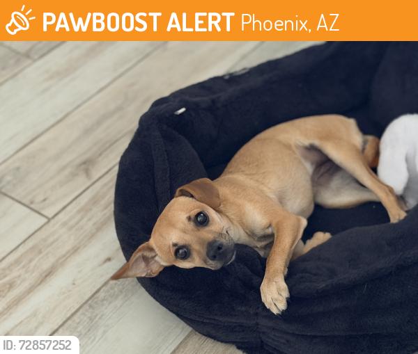 Found/Stray Female Dog last seen 35th Ave and Paradise Lane (south of bell rd) , Phoenix, AZ 85053