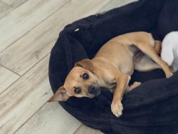 Found/Stray Female Dog last seen 35th Ave and Paradise Lane (south of bell rd) , Phoenix, AZ 85053