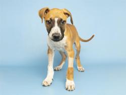 Shelter Stray Male Dog last seen 83RD AVE/THUNDERBIRD, Phoenix, AZ 85008