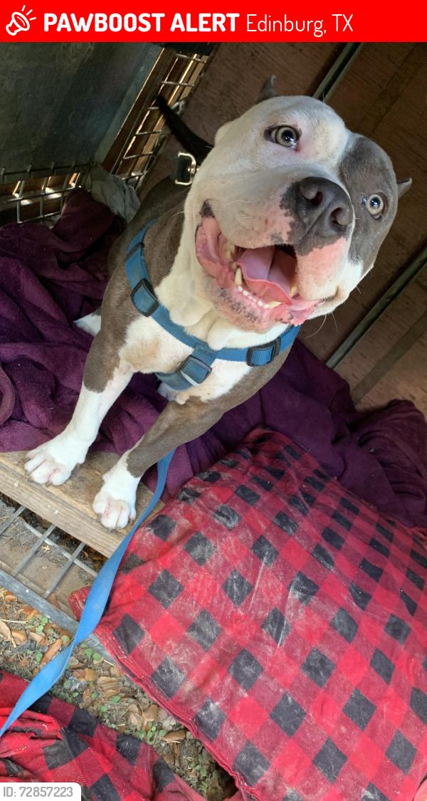 Lost Male Dog last seen monte cristo salinas st, Edinburg, TX 78541