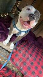 Lost Male Dog last seen monte cristo salinas st, Edinburg, TX 78541