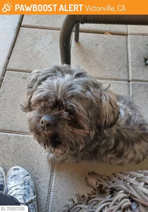 Found/Stray Male Dog last seen Burning Tree Drive & Yates in Victorville, CA, Victorville, CA 92395