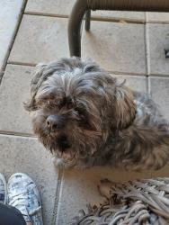 Found/Stray Male Dog last seen Burning Tree Drive & Yates in Victorville, CA, Victorville, CA 92395