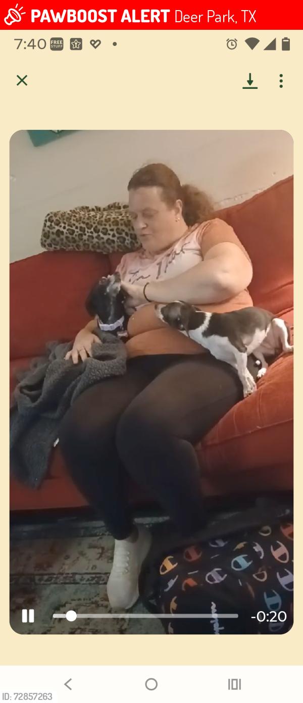 Lost Female Dog last seen Pasadena Blvd, Deer Park, TX 77536