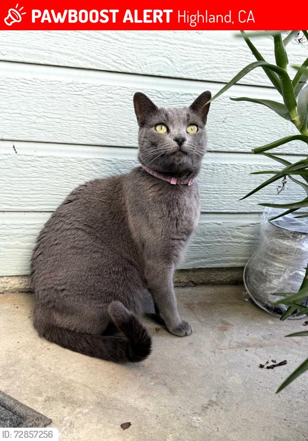 Lost Female Cat last seen Strathmore Road and Boxwood Ct, Highland, CA 92346