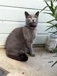 Lost Female Cat last seen Strathmore Road and Boxwood Ct, Highland, CA 92346