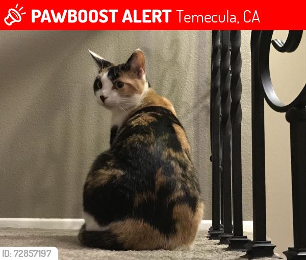 Lost Female Cat last seen Temecula, CA 92592, Temecula, CA 92592
