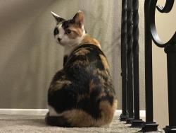 Lost Female Cat last seen Temecula, CA 92592, Temecula, CA 92592