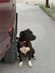 Found/Stray Male Dog last seen Behind target next to Buc-ee’s , New Braunfels, TX 78130