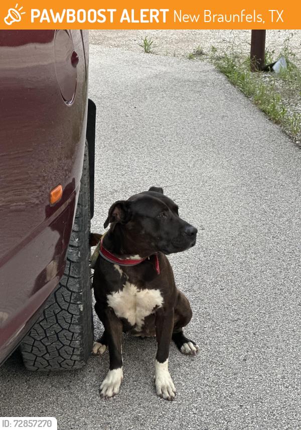 Found/Stray Male Dog last seen Behind target next to Buc-ee’s , New Braunfels, TX 78130