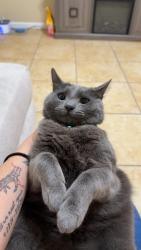 Lost Female Cat last seen Azalea circle , Ridge Manor, FL 33523