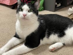 Lost Male Cat last seen Bayshore, Wilmington, NC 28411