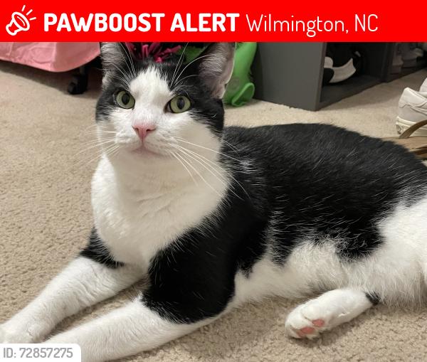 Lost Male Cat last seen Bayshore, Wilmington, NC 28411
