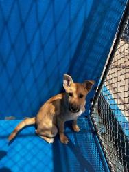 Shelter Stray Female Dog last seen PANAMA LANE BAKERSFIELD, Bakersfield, CA 93307