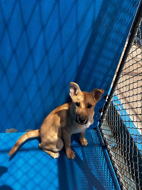 Shelter Stray Female Dog last seen PANAMA LANE BAKERSFIELD, Bakersfield, CA 93307