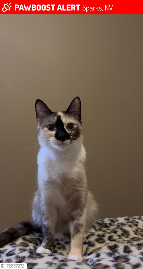 Lost Female Cat last seen Near David James Blvd sparks , Sparks, NV 89436
