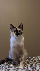 Lost Female Cat last seen Near David James Blvd sparks , Sparks, NV 89436