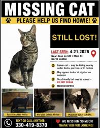 Lost Male Cat last seen Rose Lane Neighborhood near Main St, North Canton, OH 44720