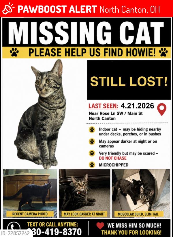Lost Male Cat last seen Rose Lane Neighborhood near Main St, North Canton, OH 44720