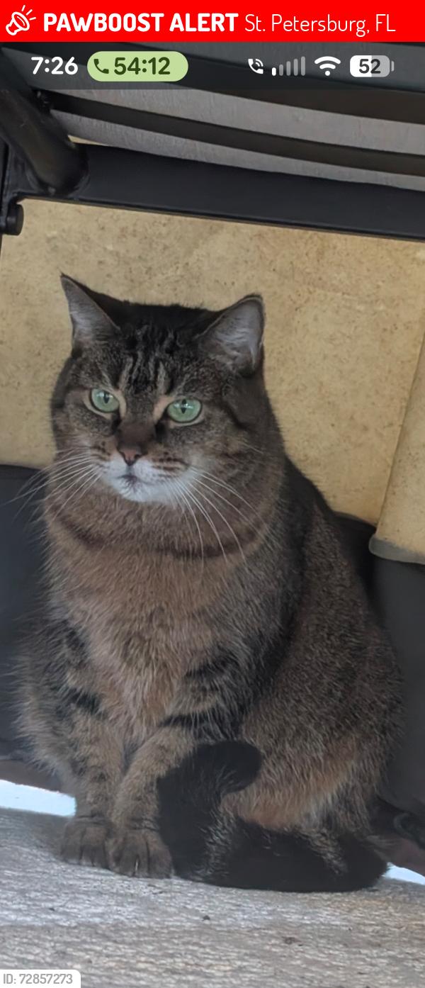 Lost Female Cat last seen Near 21 ave north St. Petersburg, fla 33710, St. Petersburg, FL 33710