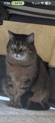 Lost Female Cat last seen Near 21 ave north St. Petersburg, fla 33710, St. Petersburg, FL 33710