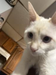 Lost Male Cat last seen Pascal minnehaha, Saint Paul, MN 55104
