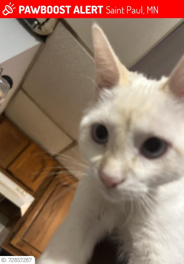 Lost Male Cat last seen Pascal minnehaha, Saint Paul, MN 55104