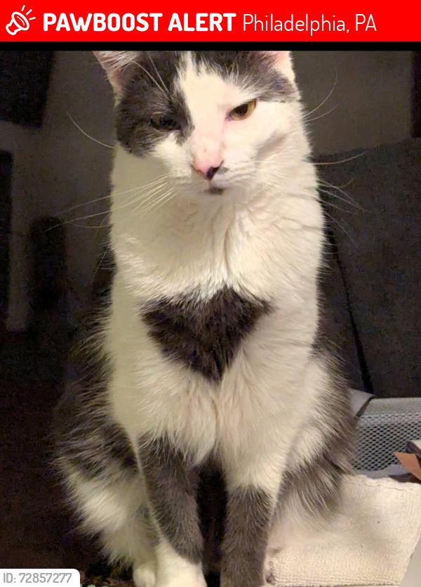 Lost Male Cat last seen Frankford & Strahle near Cvs, Philadelphia, PA 19136