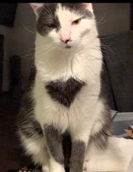 Lost Male Cat last seen Frankford & Strahle near Cvs, Philadelphia, PA 19136