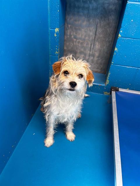 Shelter Stray Male Dog last seen PANEZ RD BAKERSFIELD, Bakersfield, CA 93307