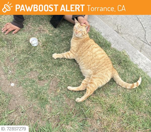 Found/Stray Male Cat last seen Torrance , Torrance, CA 90503