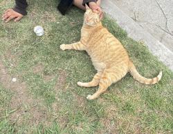 Found/Stray Male Cat last seen Torrance , Torrance, CA 90503