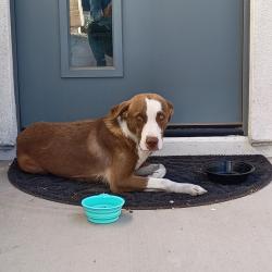 Found/Stray Unknown Dog last seen Dobbins & 10th way, Phoenix, AZ 85042
