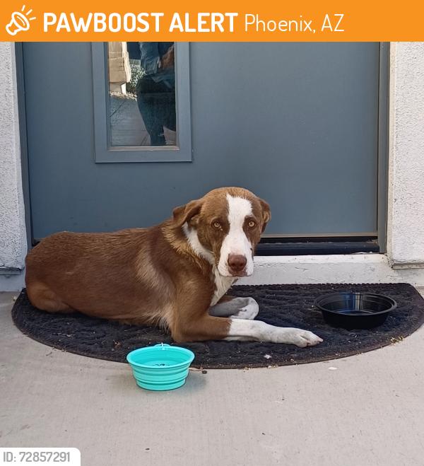 Found/Stray Unknown Dog last seen Dobbins & 10th way, Phoenix, AZ 85042