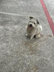 Found/Stray Male Cat last seen Beechnut and highway 6, Houston, TX 77083