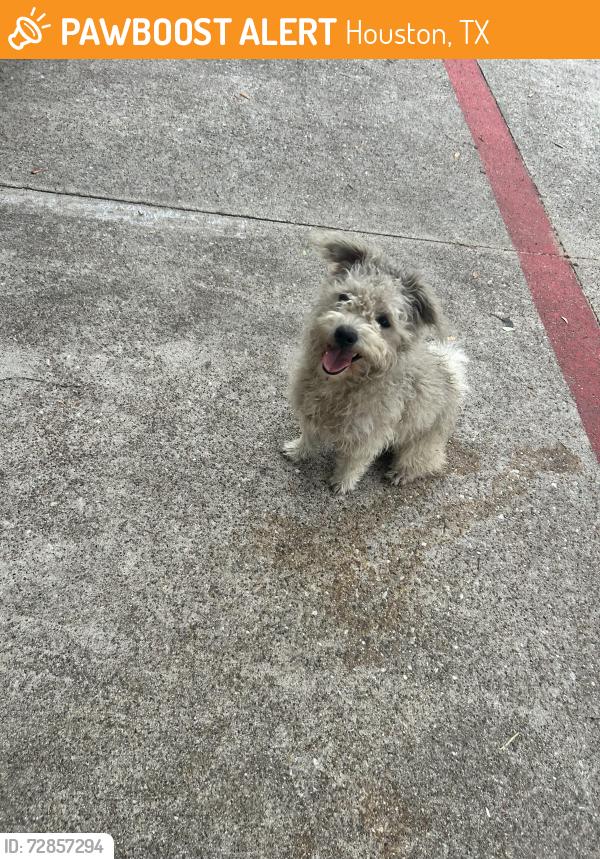 Found/Stray Male Cat last seen Beechnut and highway 6, Houston, TX 77083