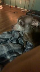 Lost Male Dog last seen mabelvale cut off dr, Little Rock, AR 72103