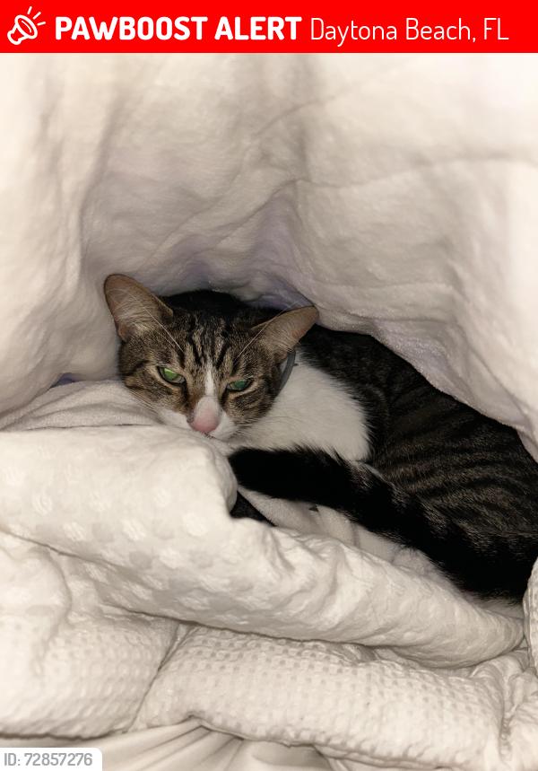 Lost Male Cat last seen Beville Rd. Walmart in South Daytona , Daytona Beach, FL 32119