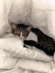 Lost Male Cat last seen Beville Rd. Walmart in South Daytona , Daytona Beach, FL 32119