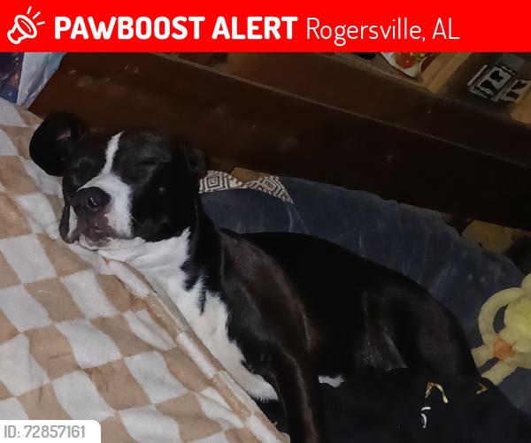 Lost Female Dog last seen Anderson al hwy 207, Rogersville, AL 35652