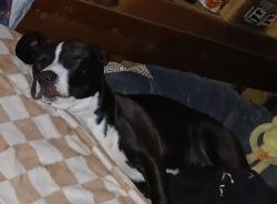 Lost Female Dog last seen Anderson al hwy 207, Rogersville, AL 35652