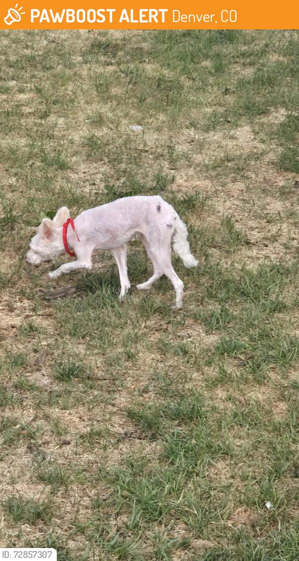 Found/Stray Unknown Dog last seen 49th place, Denver, CO 80238
